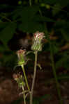 Rugel's Indianplantain <BR>Rugel's ragwort